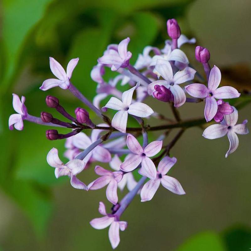 丁香花种子紫丁香花种子盆栽花卉种庭院阳台易种花卉花海种子