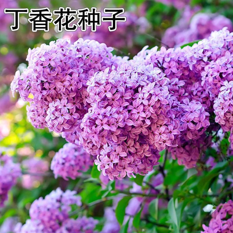 丁香花种子紫丁香花种子盆栽花卉种庭院阳台易种花卉花海种子