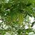 枫杨种子杨树种子水麻柳种子燕柳树种子白杨树种子蜈蚣柳包邮