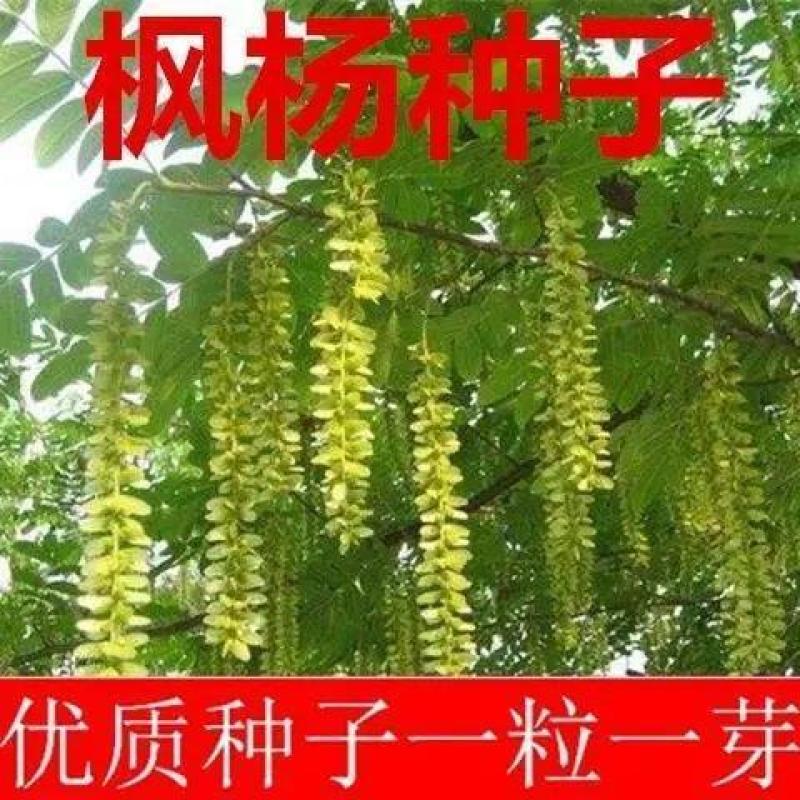 枫杨种子杨树种子水麻柳种子燕柳树种子白杨树种子蜈蚣柳包邮