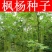 枫杨种子杨树种子水麻柳种子燕柳树种子白杨树种子蜈蚣柳包邮