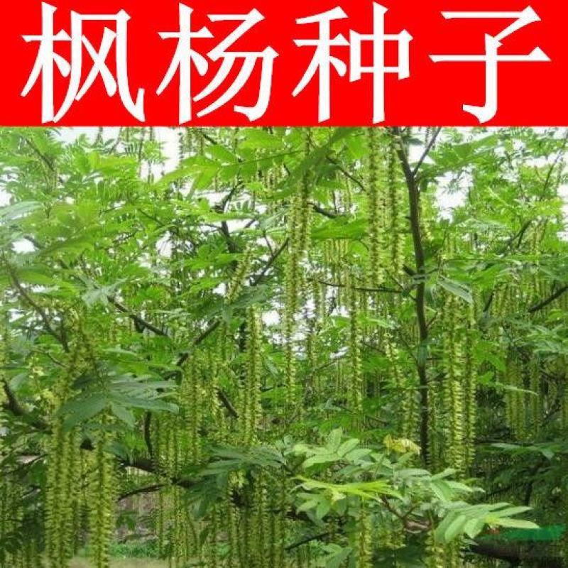 枫杨种子杨树种子水麻柳种子燕柳树种子白杨树种子蜈蚣柳包邮