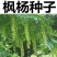 枫杨种子杨树种子水麻柳种子燕柳树种子白杨树种子蜈蚣柳包邮