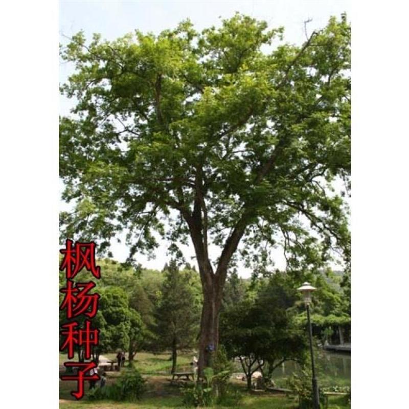枫杨种子杨树种子水麻柳种子燕柳树种子白杨树种子蜈蚣柳包邮