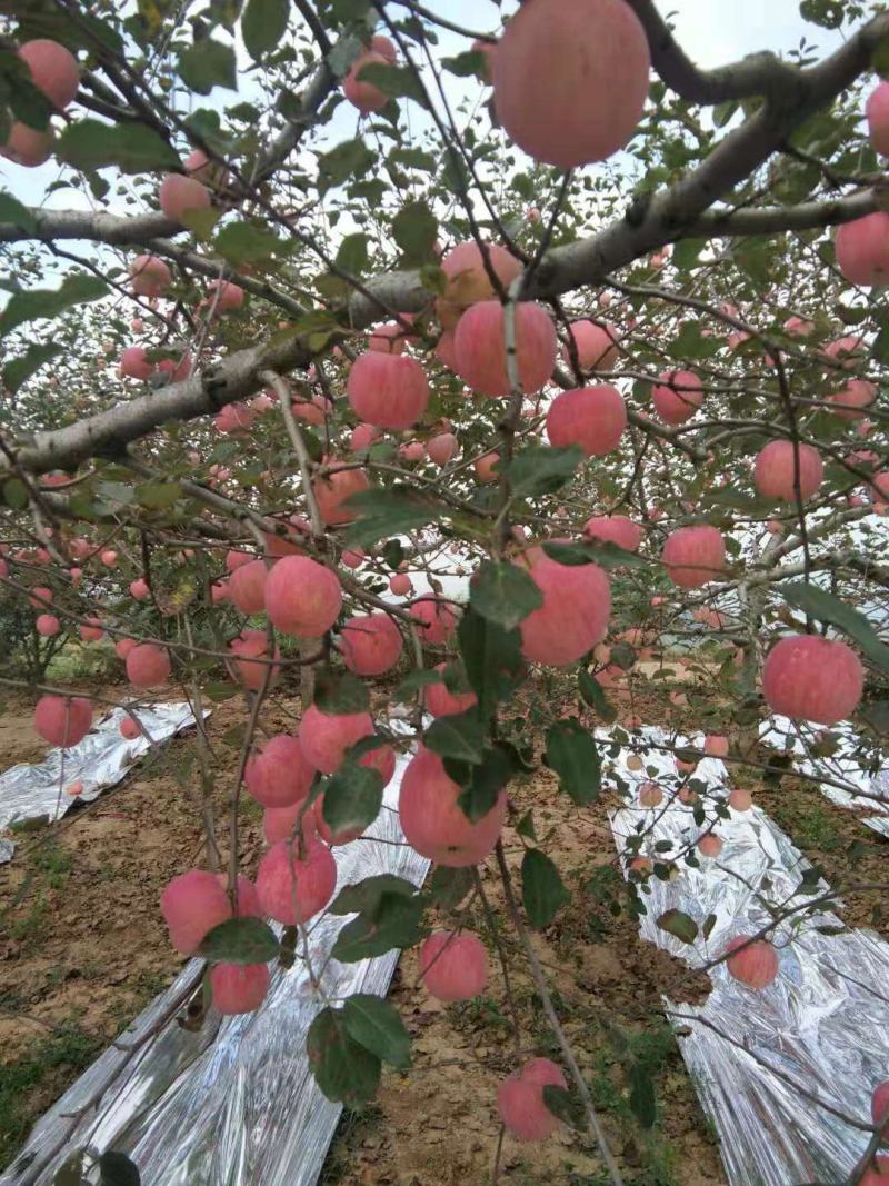 陕西省咸阳彬州市红富士苹果