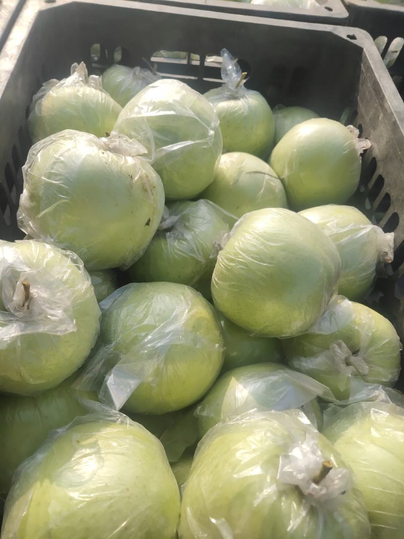 山东临沂费县膜袋黄元帅苹果大量上市