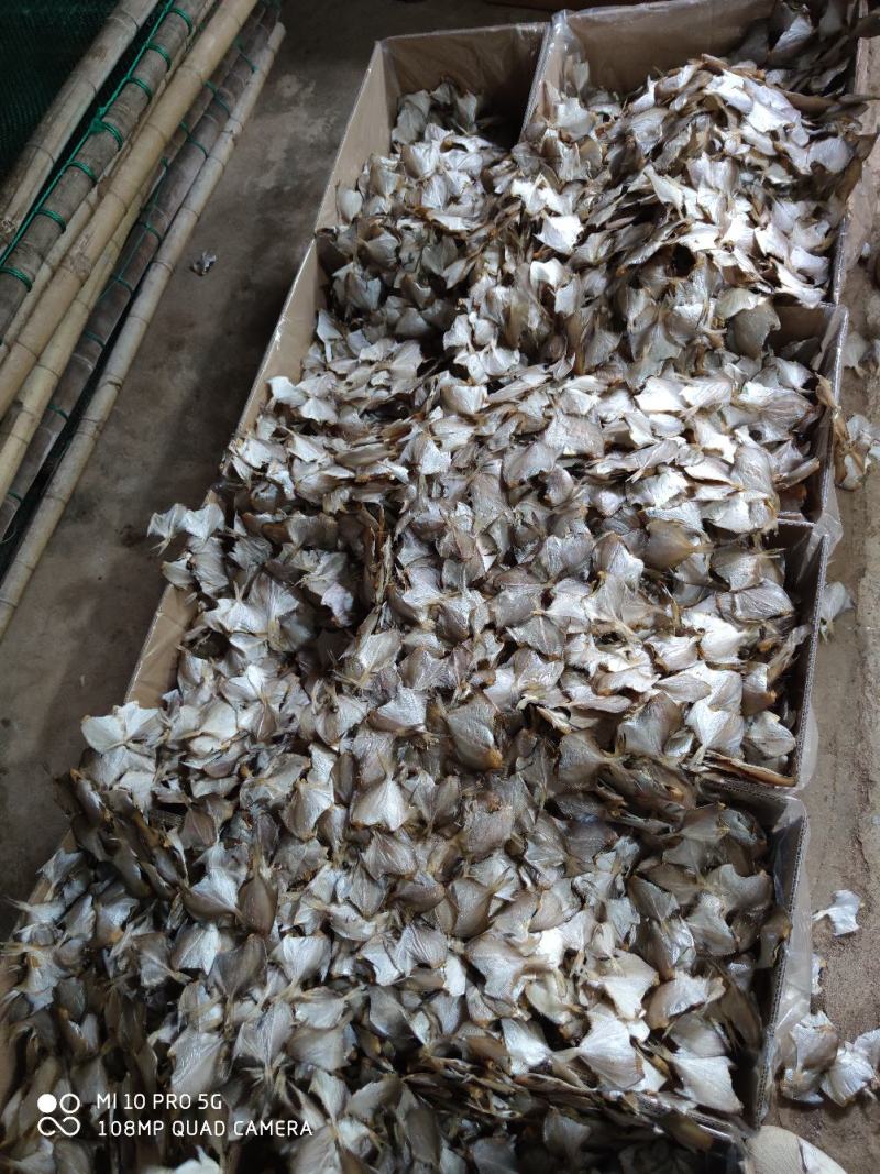 北海特产白鲳鱼干货小白鲳鱼干小鱼干