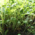 益母草药用药材四季种易活花种子花籽室内盆栽庭院绿化多年生