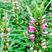 益母草药用药材四季种易活花种子花籽室内盆栽庭院绿化多年生
