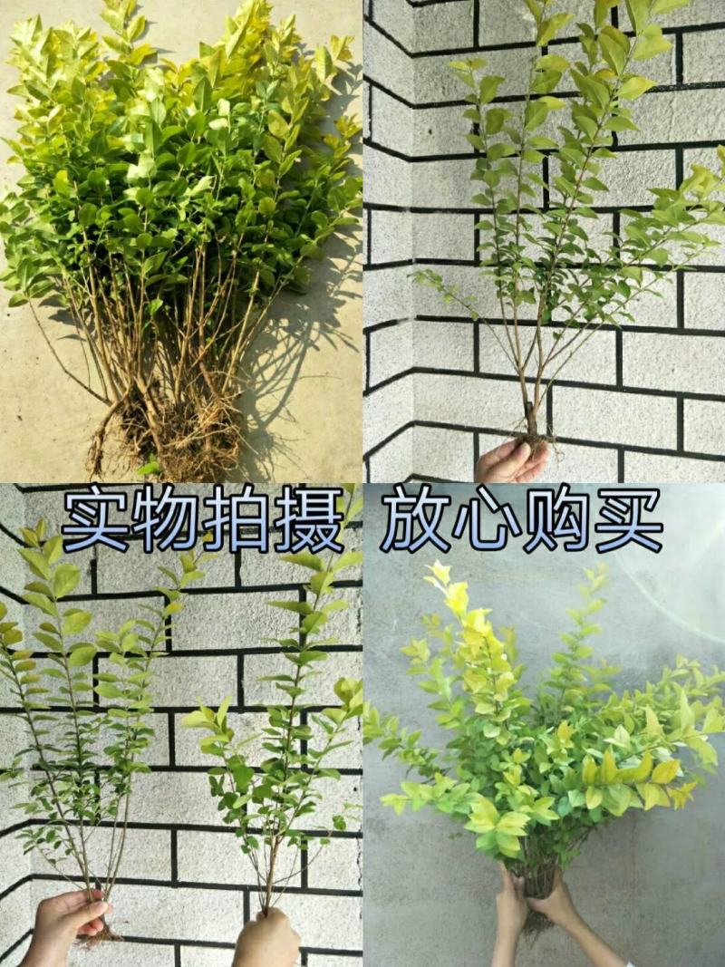 金叶女贞树苗金森女贞苗小叶女贞苗庭院绿篱绿化工程