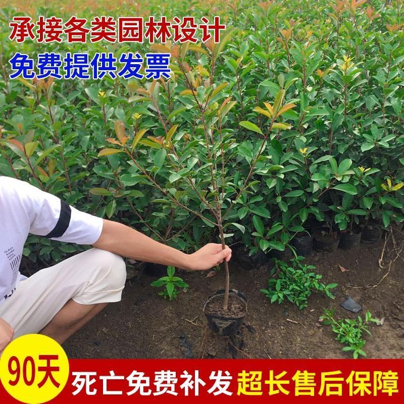 金叶女贞树苗金森女贞苗小叶女贞苗庭院绿篱绿化工程