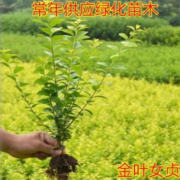 金叶女贞树苗金森女贞苗小叶女贞苗庭院绿篱绿化工程