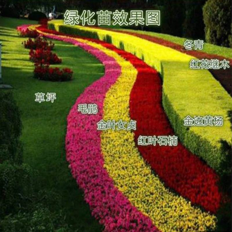 金叶女贞树苗金森女贞苗小叶女贞苗庭院绿篱绿化工程