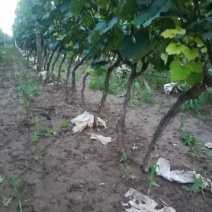 葡萄树2到3公分葡萄树量大规格齐全壹叁贰玖叁零壹叁玖肆零
