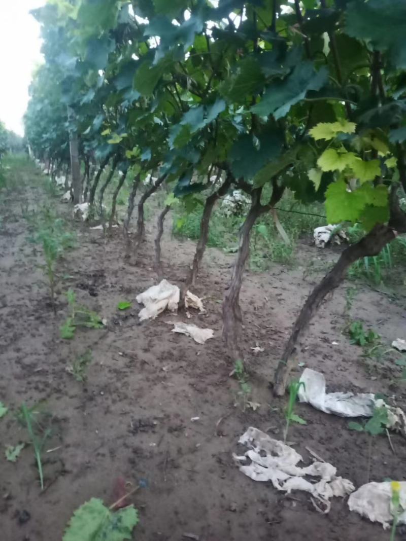 葡萄树2到3公分葡萄树量大规格齐全壹叁贰玖叁零壹叁玖肆零
