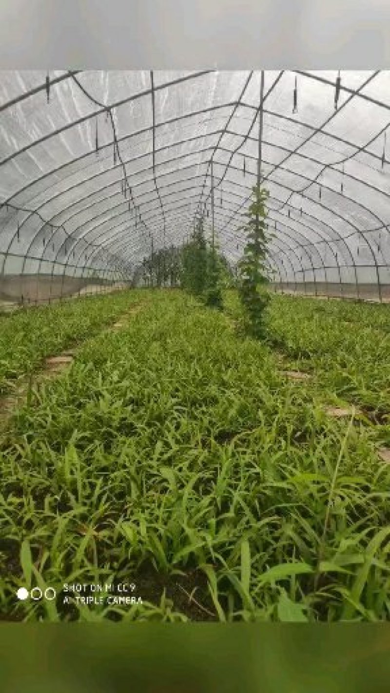 白芨苗白芨种苗紫花三叉白芨苗常年供货各种规格