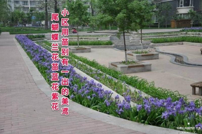 蓝花鸢尾苗马兰花苗庭院别墅花园植物地栽蝴蝶兰苗