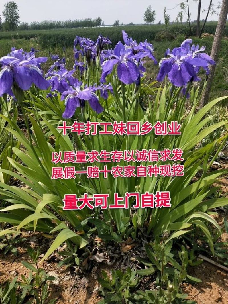 蓝花鸢尾苗马兰花苗庭院别墅花园植物地栽蝴蝶兰苗