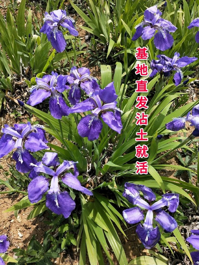 蓝花鸢尾苗马兰花苗庭院别墅花园植物地栽蝴蝶兰苗