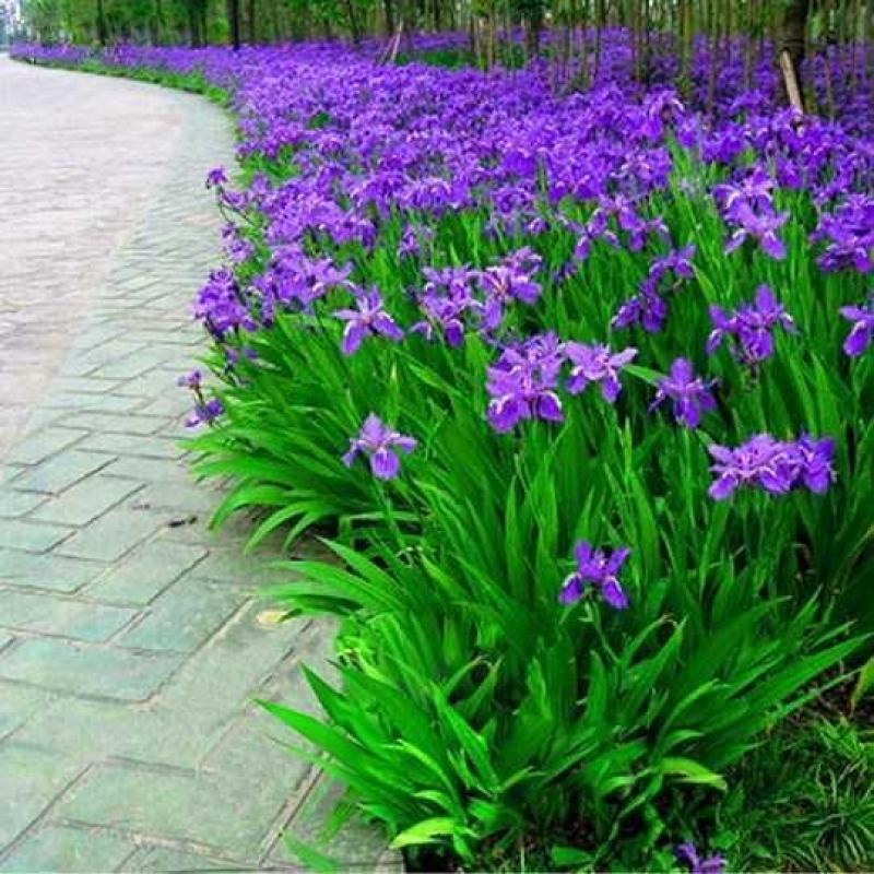 蓝花鸢尾苗马兰花苗庭院别墅花园植物地栽蝴蝶兰苗