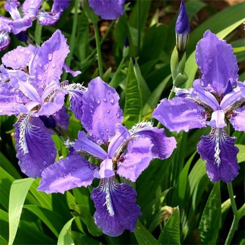 蓝花鸢尾苗马兰花苗庭院别墅花园植物地栽蝴蝶兰苗