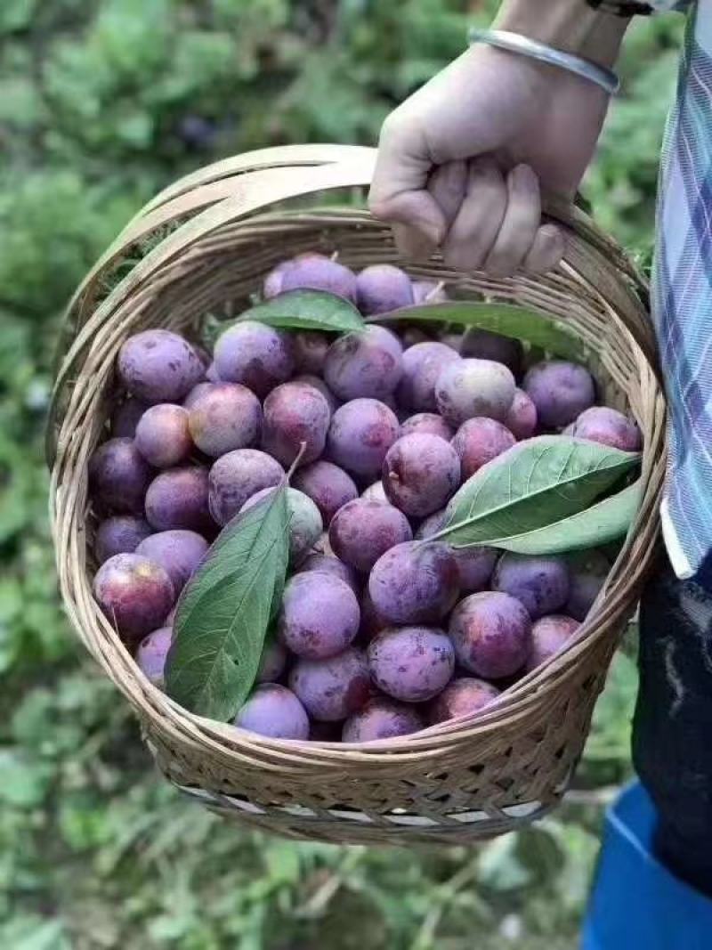 红脆李大量上市，汶川，茂县代办代办我是专业代办。