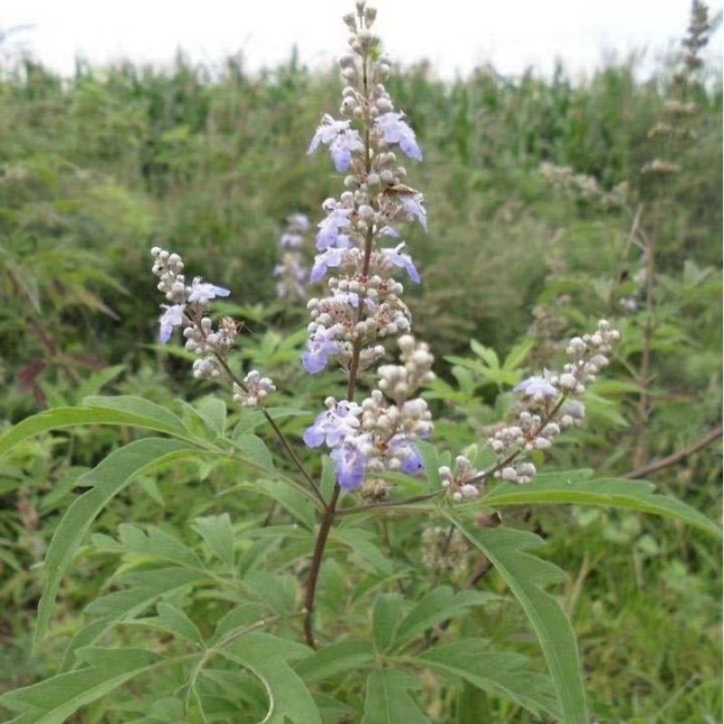 新黄荆条种子荆条树种子荆条花种子荆条种子黄金子灌