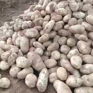 丽薯六号土豆，自产自销，3.5两起步，