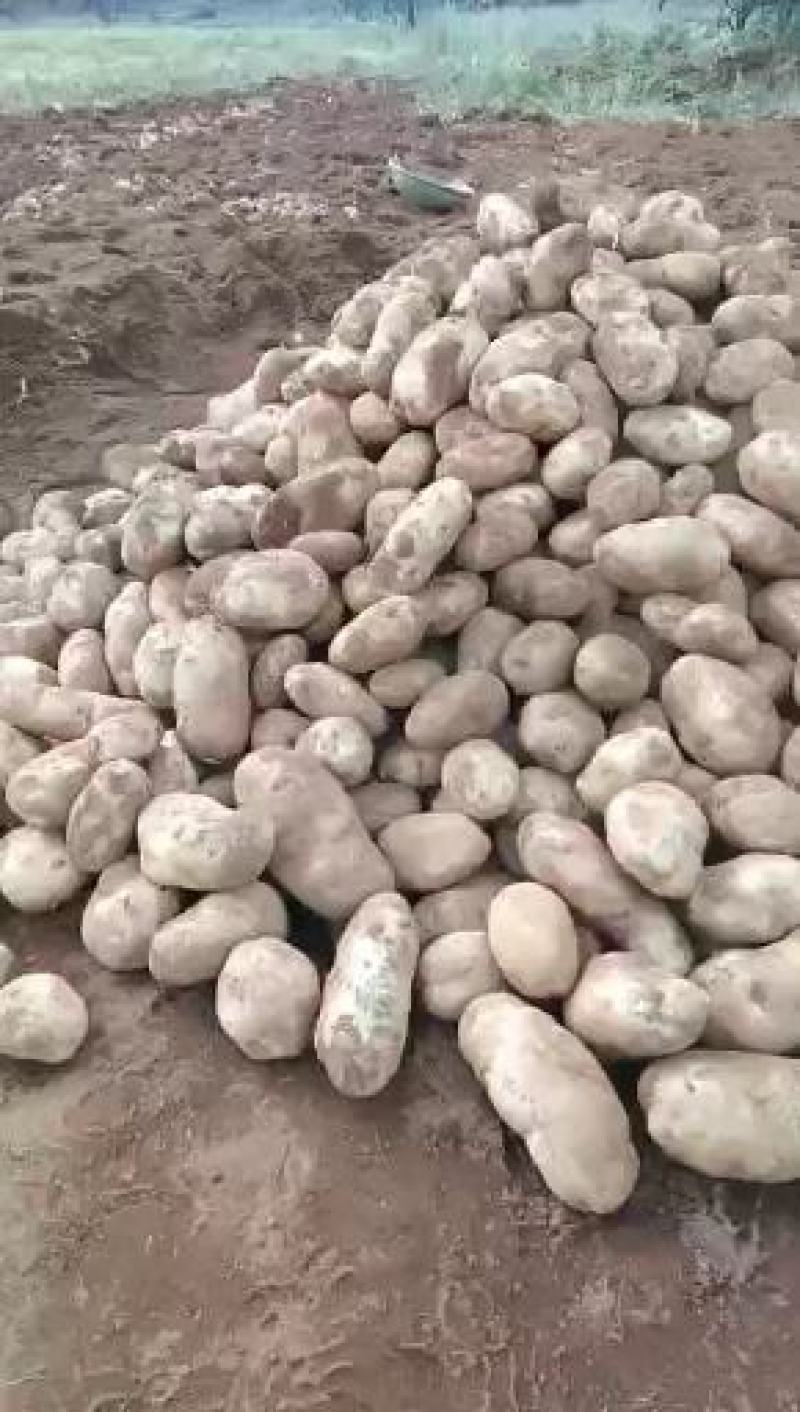 丽薯六号土豆，自产自销，3.5两起步，