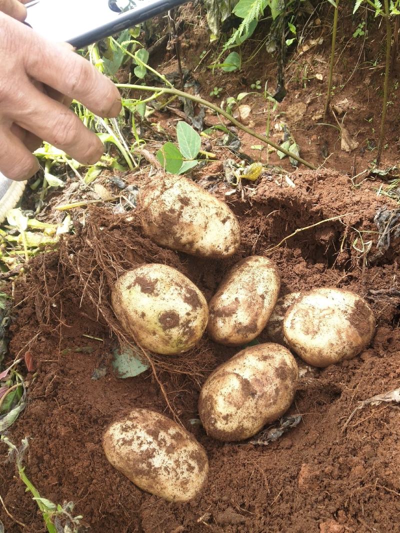 丽薯六号土豆，自产自销，3.5两起步，
