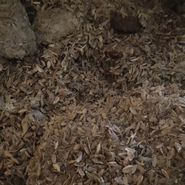 鸭粪稻壳鸭粪，袋装，散装都可以