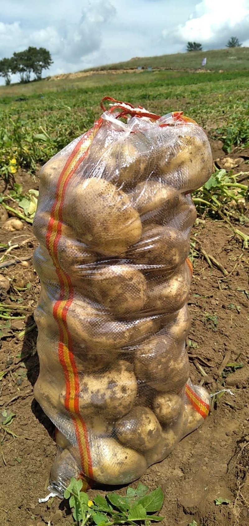 刚刚上市的土豆量大优优