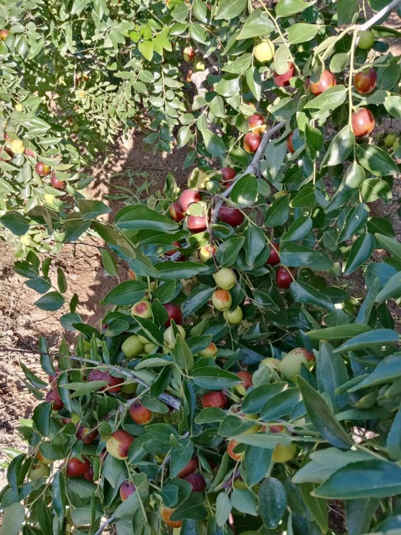 金秋时节也是收获的季节，靖远石鲜枣已上市，货源充足