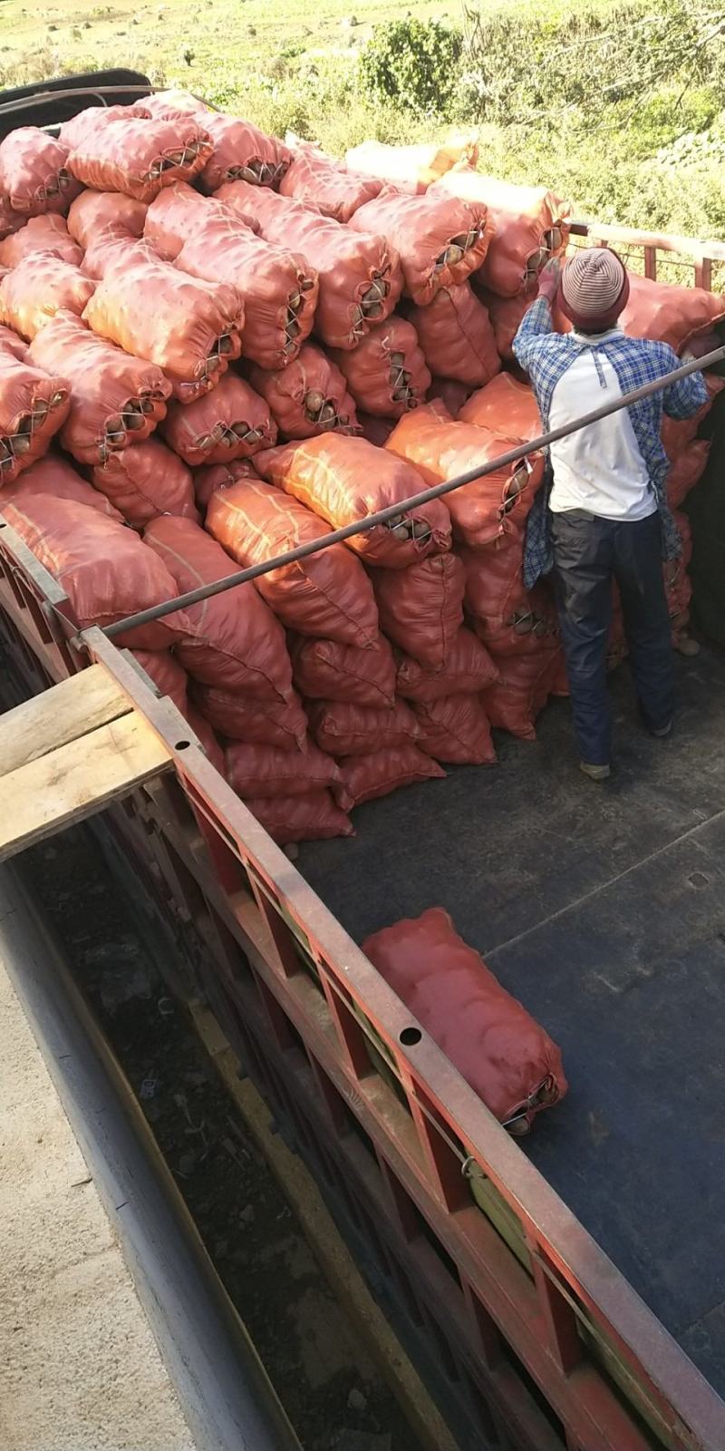 青薯9号土豆，高海拔种植，自产自销，，，，，
