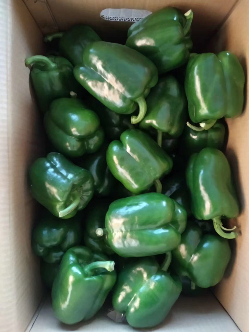 精品食鲜蔬菜货源充足