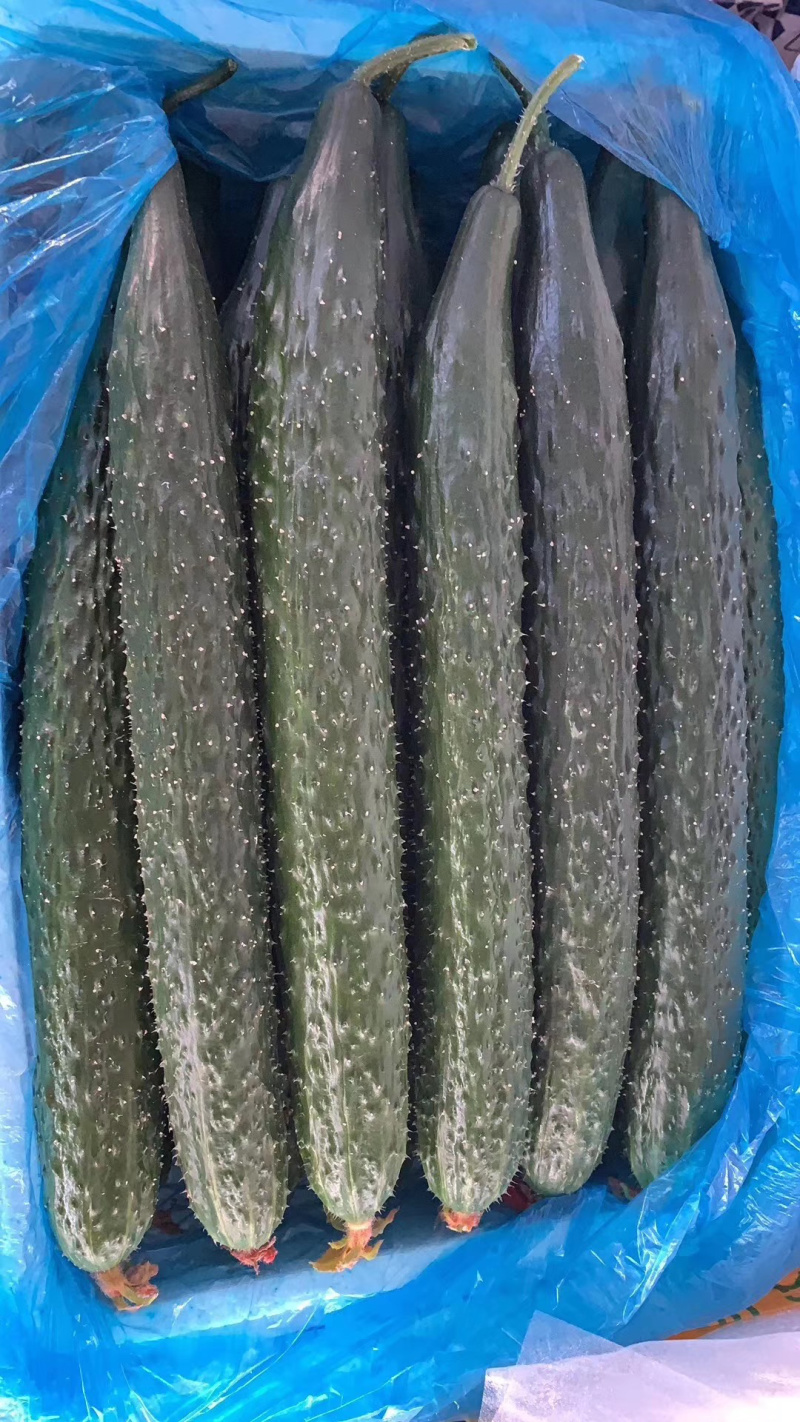 精品食鲜蔬菜货源充足