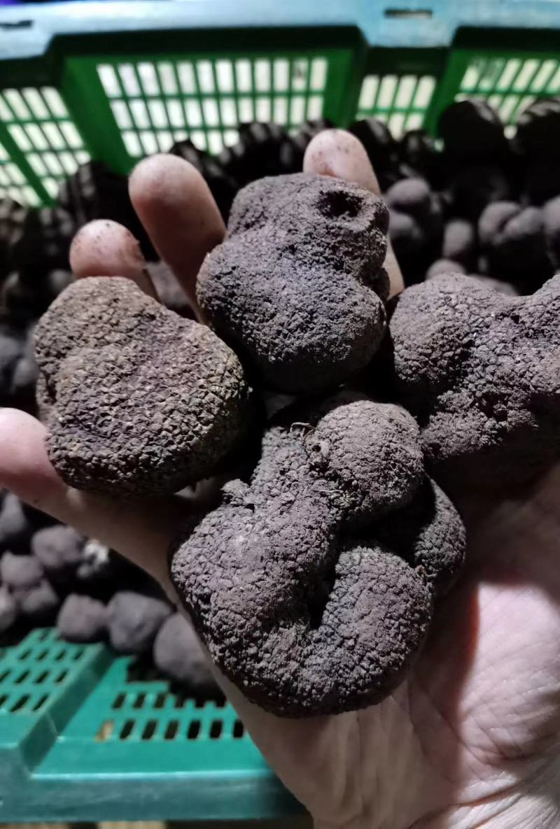鲜块菌猪拱菌块菌一首货源专注精品质优价廉
