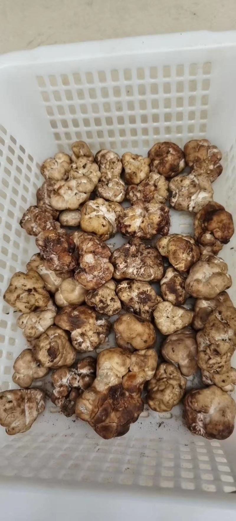 鲜块菌猪拱菌块菌一首货源专注精品质优价廉