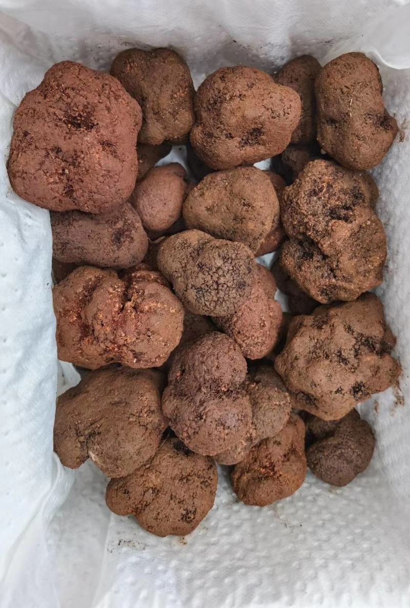 鲜块菌猪拱菌块菌一首货源专注精品质优价廉