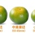 东江湖蜜橘大量上市中