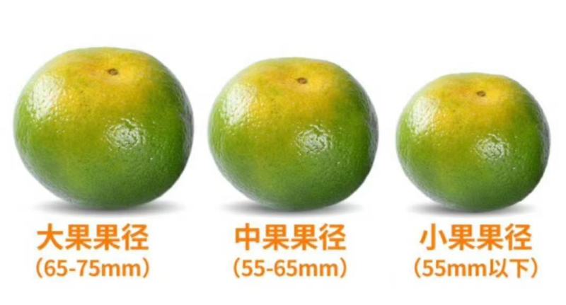 东江湖蜜橘大量上市中