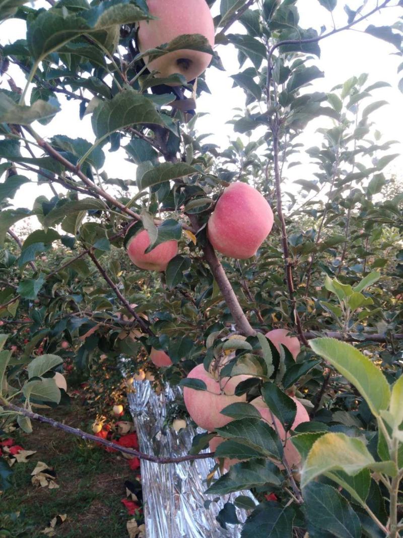 大荔县纸袋玉华富士苹果价格早富士苹果批发富士苹果基地