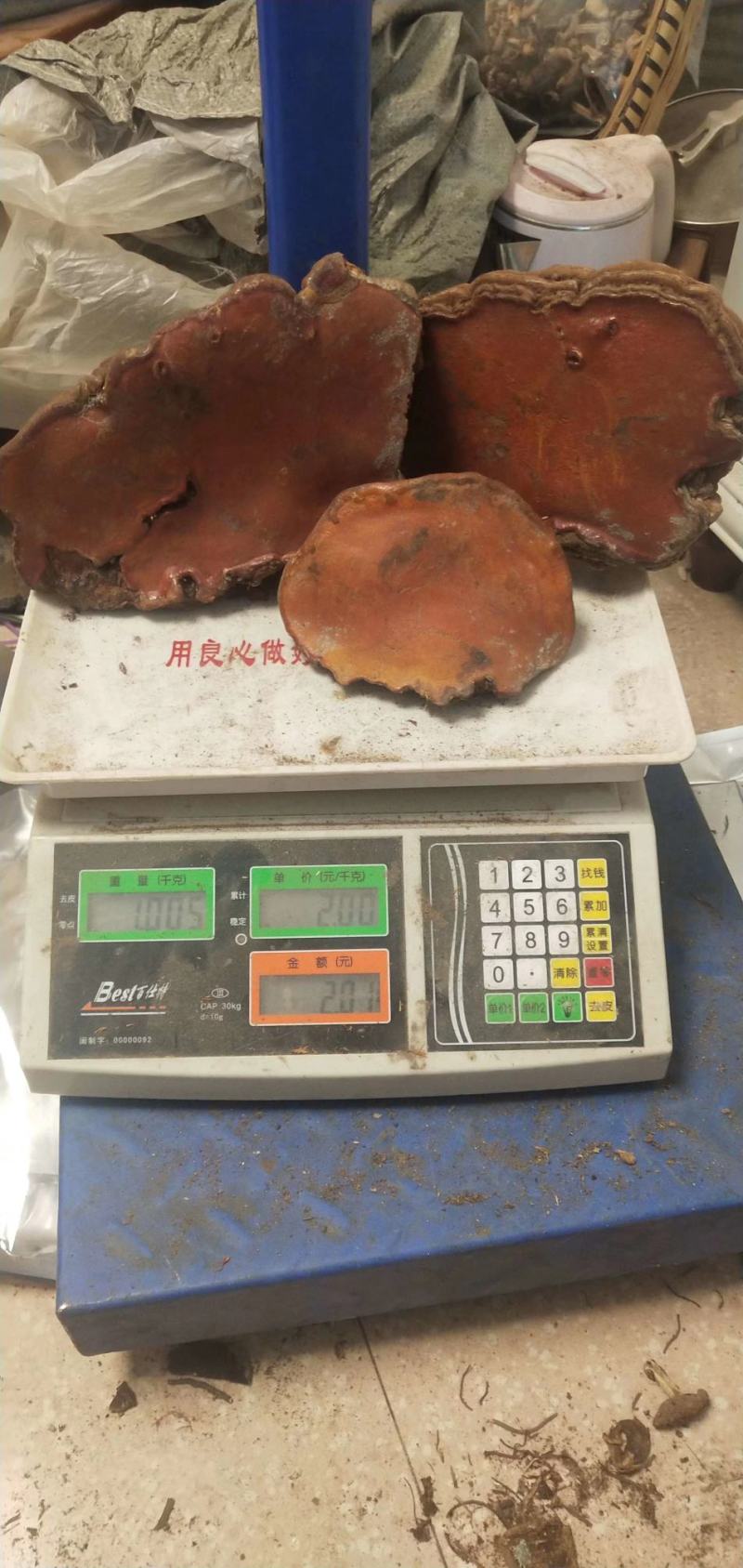 纯野生：品质红豆杉灵芝.西藏灵芝.牛樟芝。