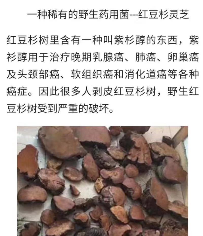纯野生：品质红豆杉灵芝.西藏灵芝.牛樟芝。