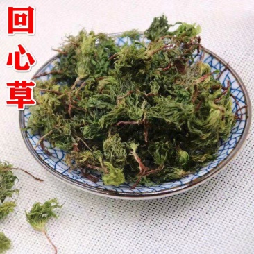 中药材回心草中草药回心草茴心草大叶藓500克