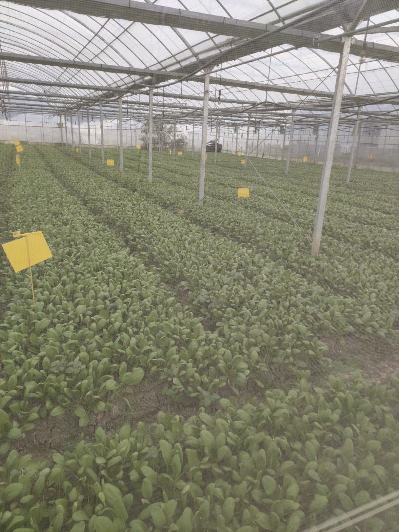 上海小青菜鸡毛菜生菜杭白菜