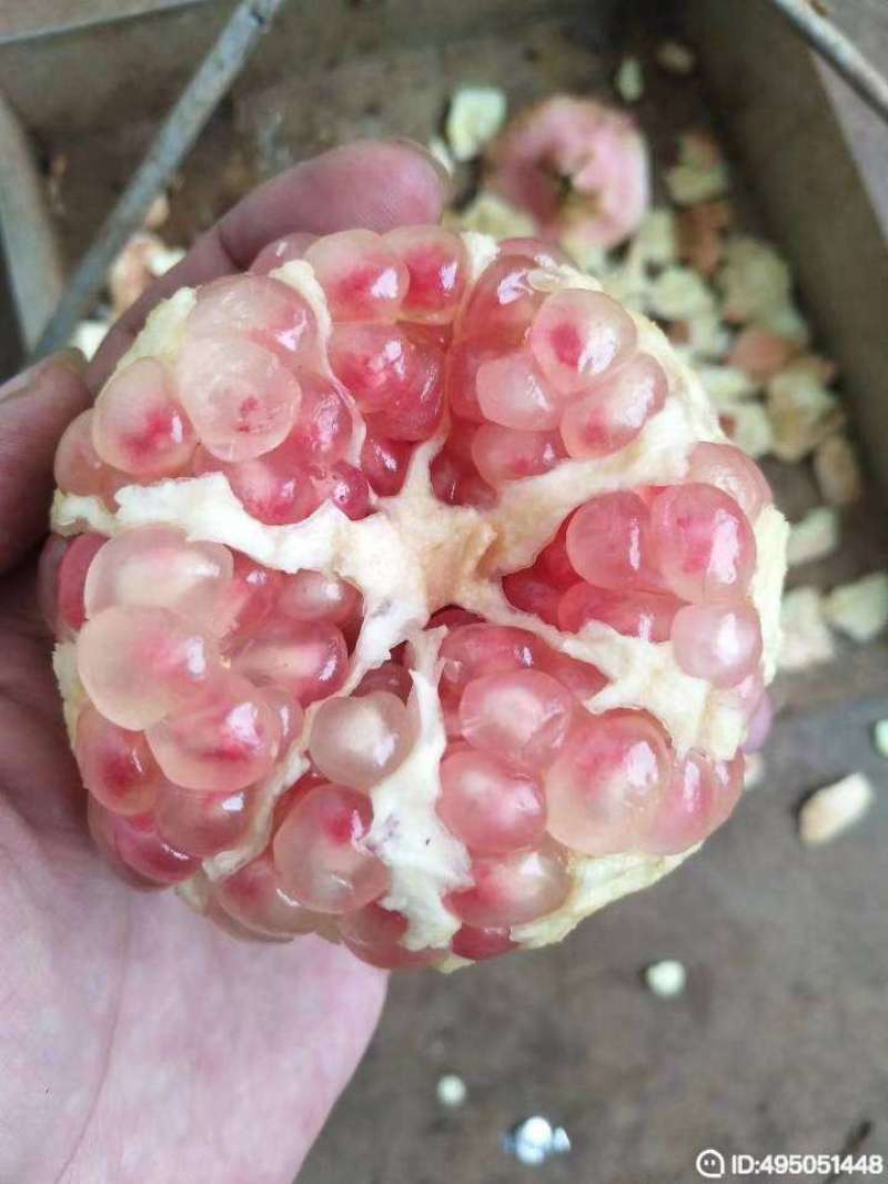 云南蒙自石榴薄皮软籽
