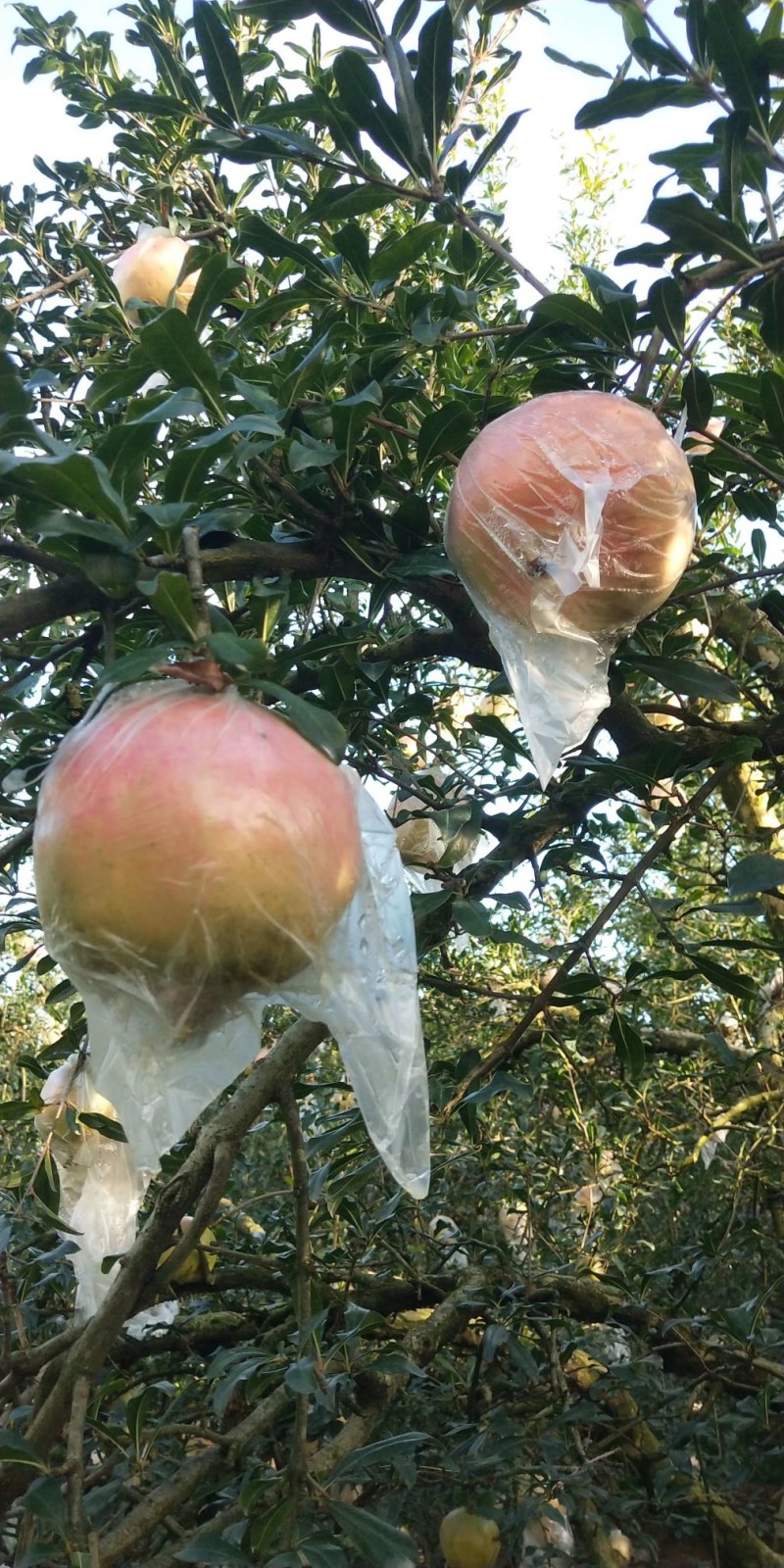 云南蒙自石榴薄皮软籽