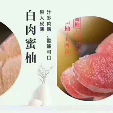 红白心柚子蜜柚沙田柚通货柚子柚子茶原材料