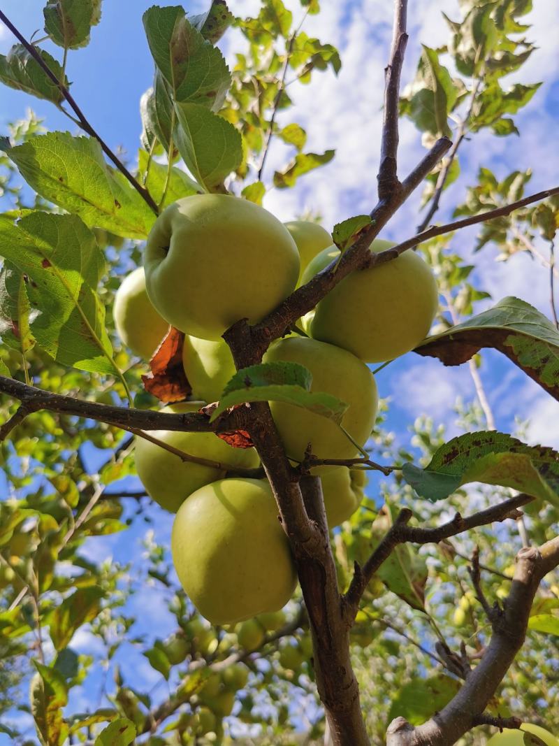 青苹果阿坝州小金苹果